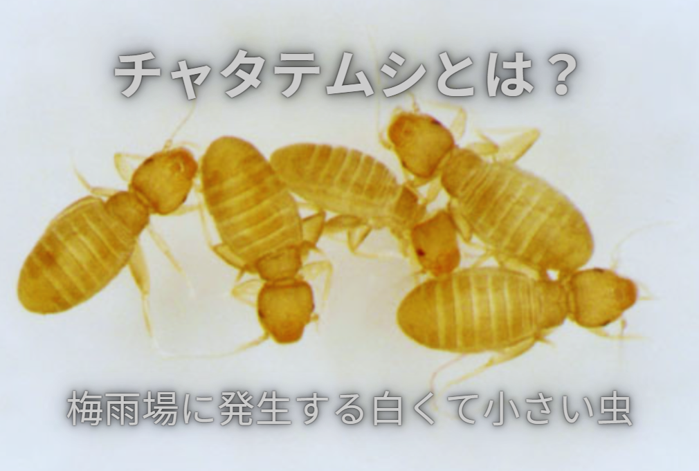 チャタテムシとは？小さい白い虫が大量発生！成虫は飛ぶのか？嫌いなものを知って駆除しよう！